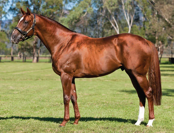 Sebring / Widden Stud (p)