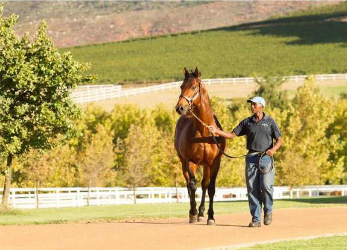 Duke of Marmalade is pictured recently at Drakenstein Stud in South Africa. He is the sire of three European Classic winners this season: G1 Prix de Diane winner Star of Seville. G1 Deutsches Derby scorer Nutan and G3 Italian 1000 Guineas winner Sound of Freedom. Duke of Maramalade is preparing for his second season at Drakenstein.