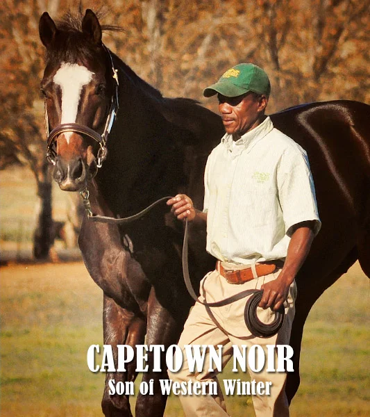 Capetown Noir Stallion