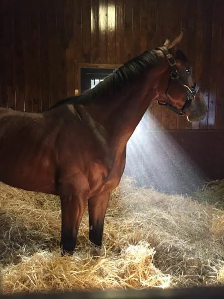 American Pharoah / Nichola Henry (p)