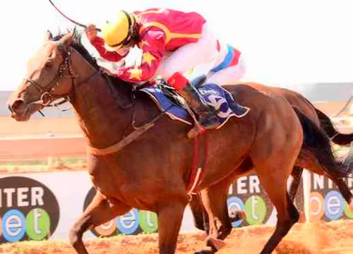 Lebeoana -Flamingo Park Handicap / JC Photos (p)