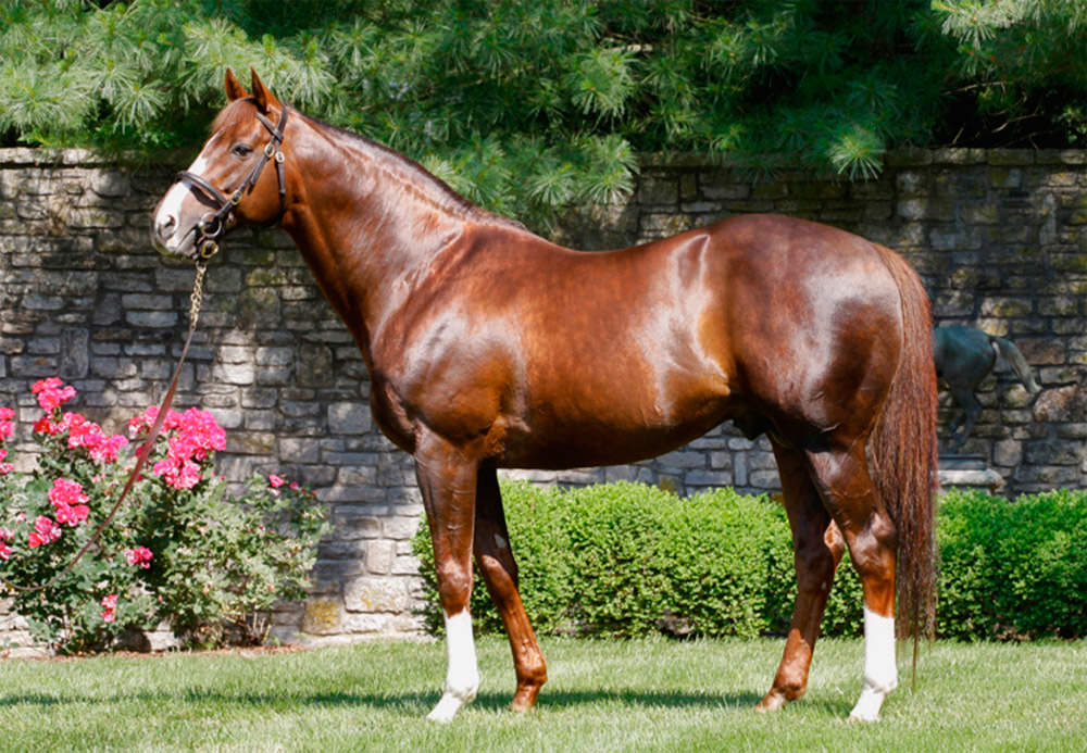 Giant's Causeway / Coolmore (p)