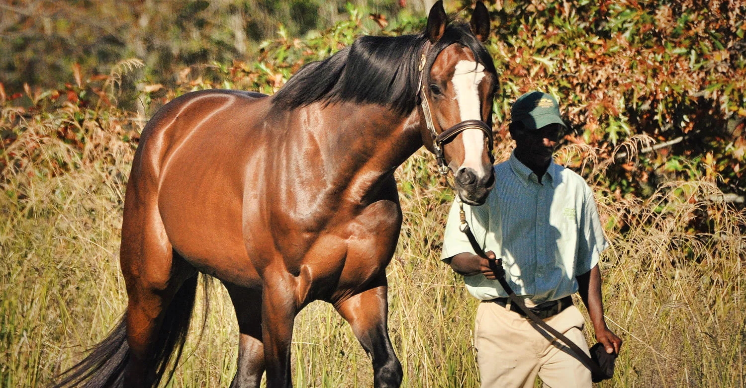 Golden Sword (High Chaparral)