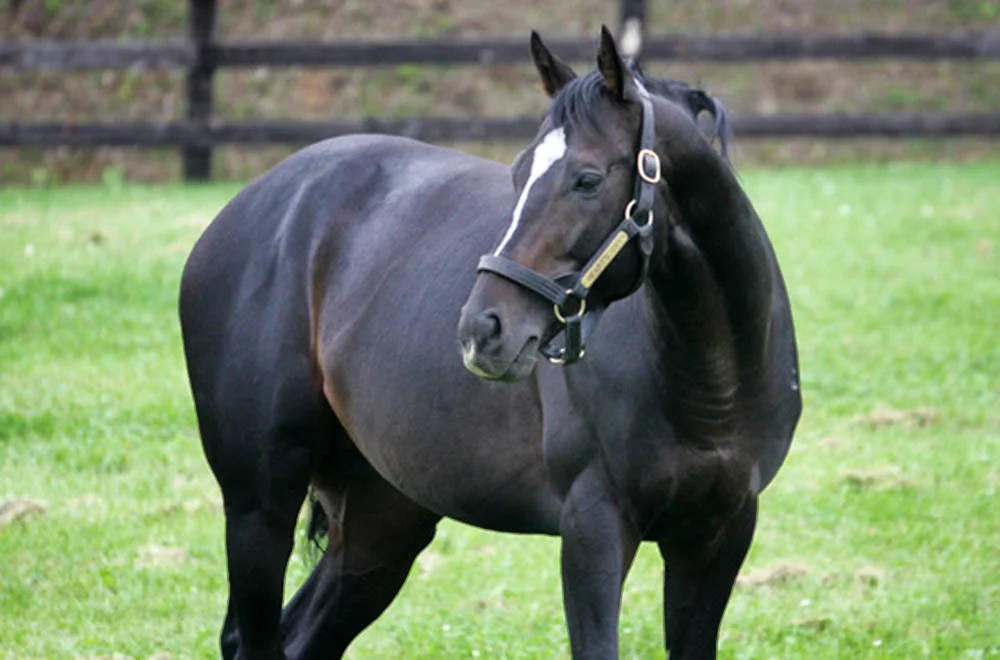 Sunday Silence / Thoroughbred Champions (p)