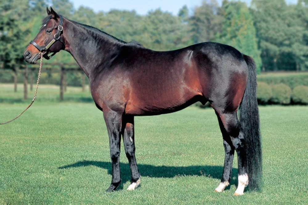 Deep Impact / JBIS (p)