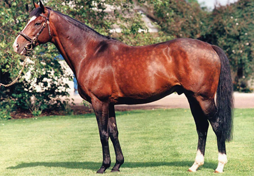 Sadler's Wells / Coolmore (p)