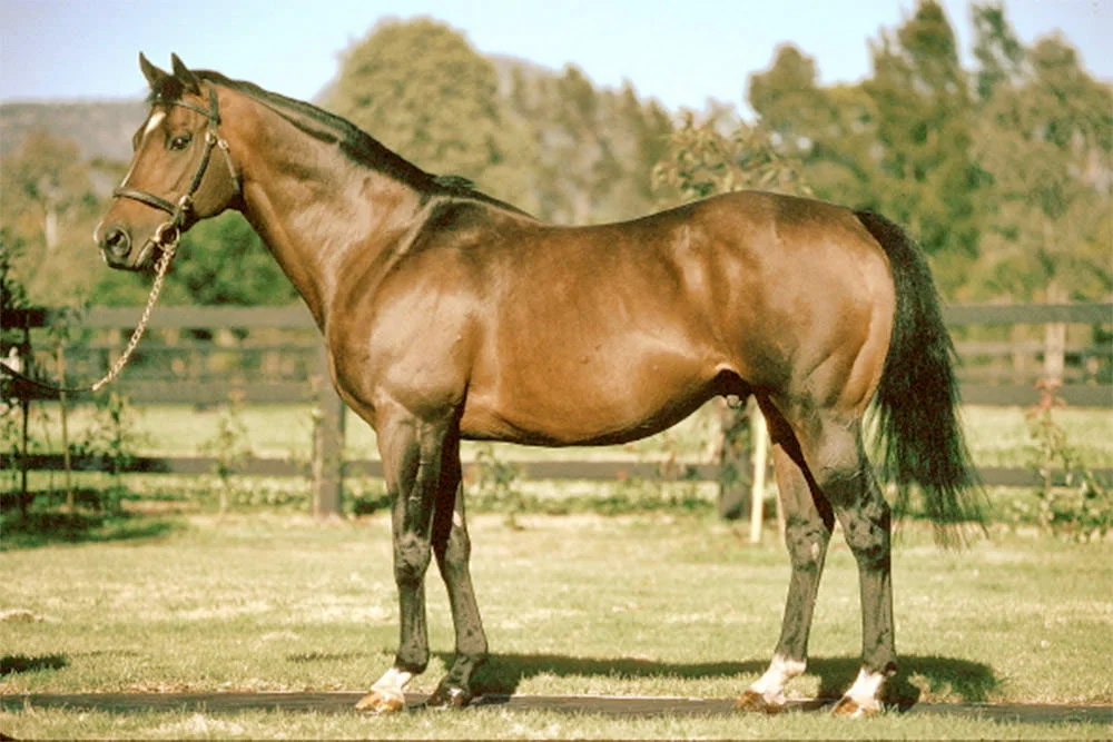 Danehill / Dynamic Syndications (p)