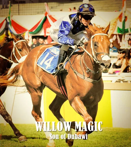Willow Magic - Dubawi