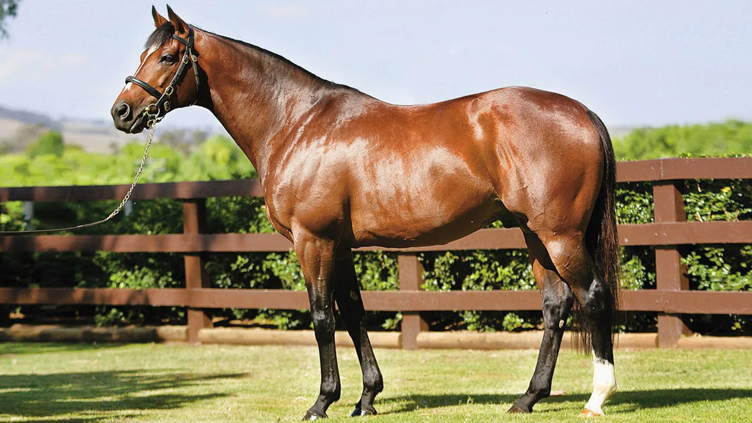 Galileo / Coolmore Stud (p)