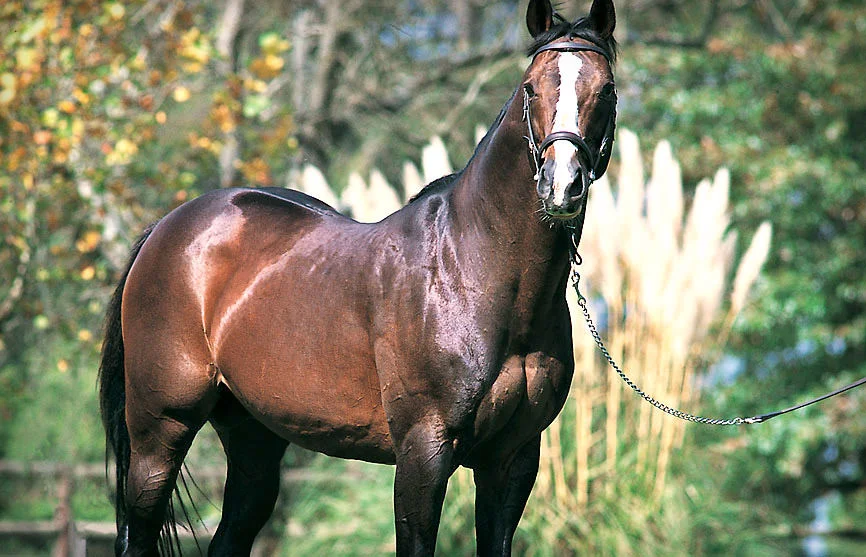Northern Guest / Summerhill Stud (p)