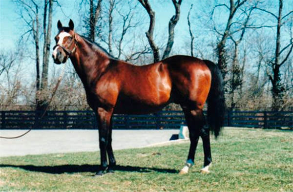 Nureyev / Sporting Post (p)