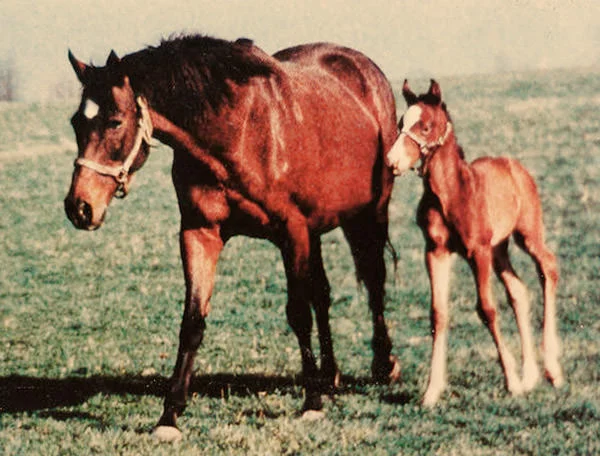 Special / Sporthorse Data (p)