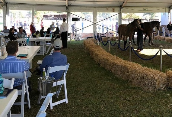 Cape Mare Sale / Sporting Post