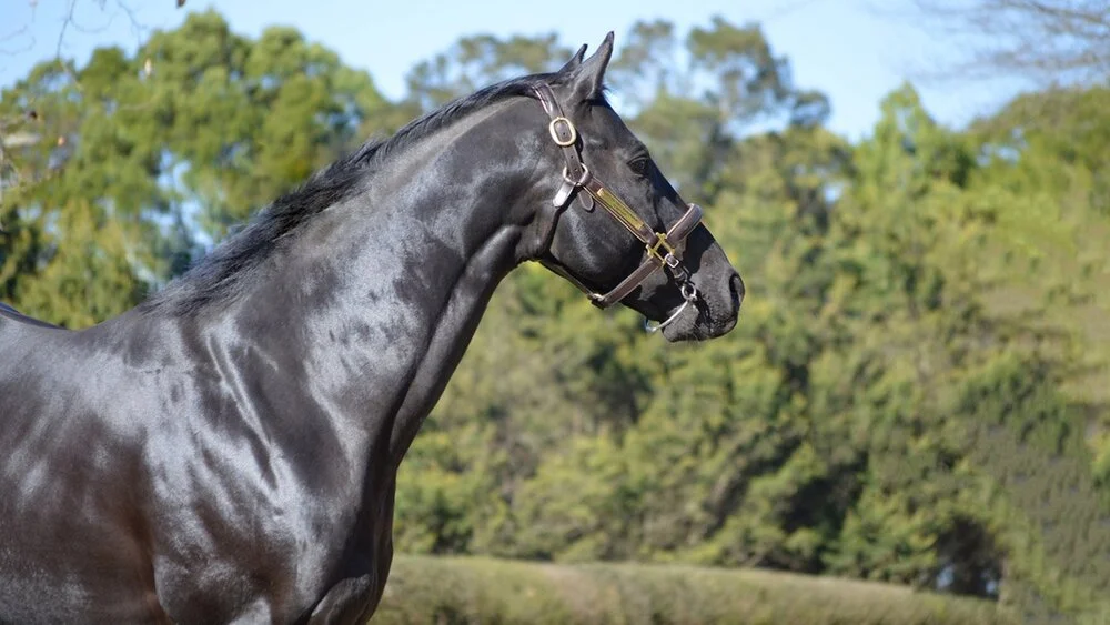 thoroughbred horse hats