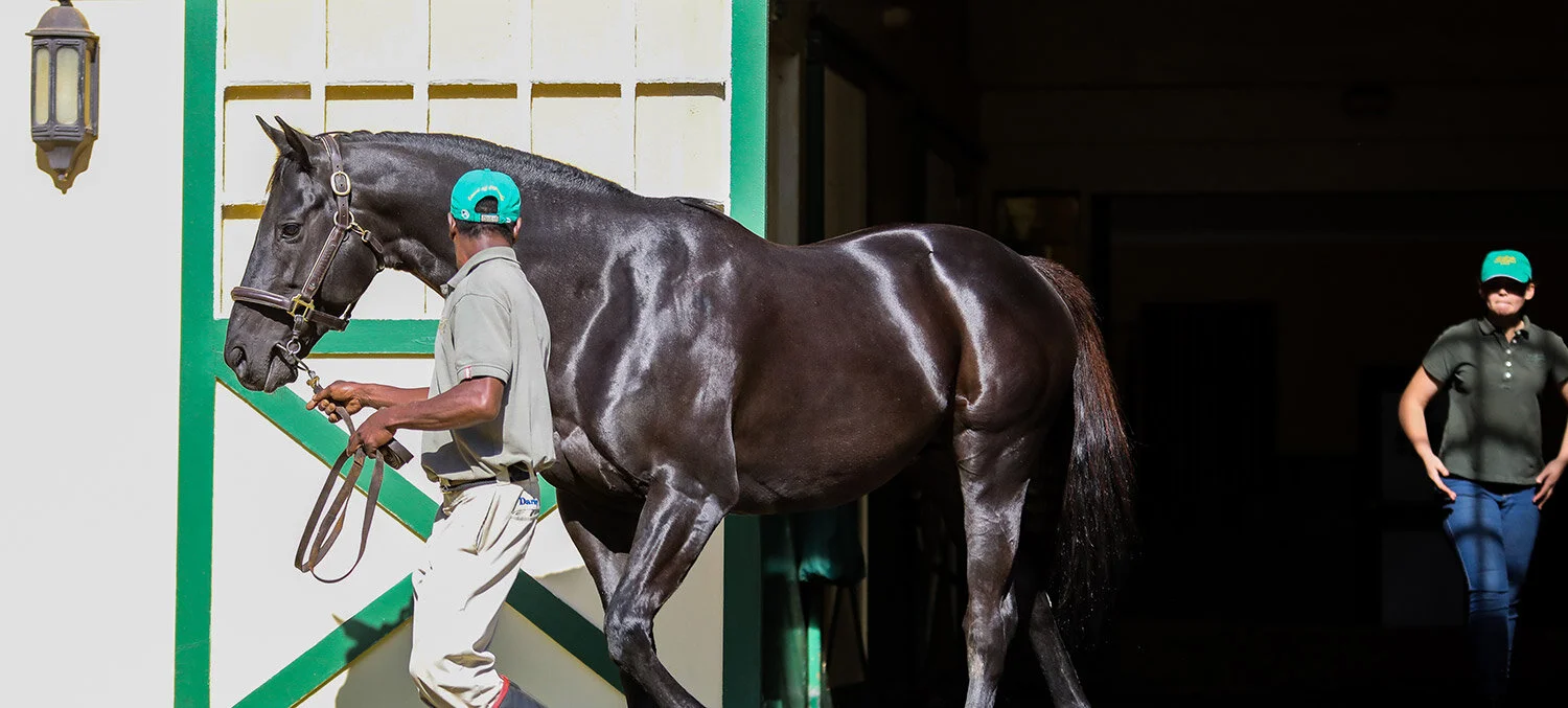thoroughbred horse hats