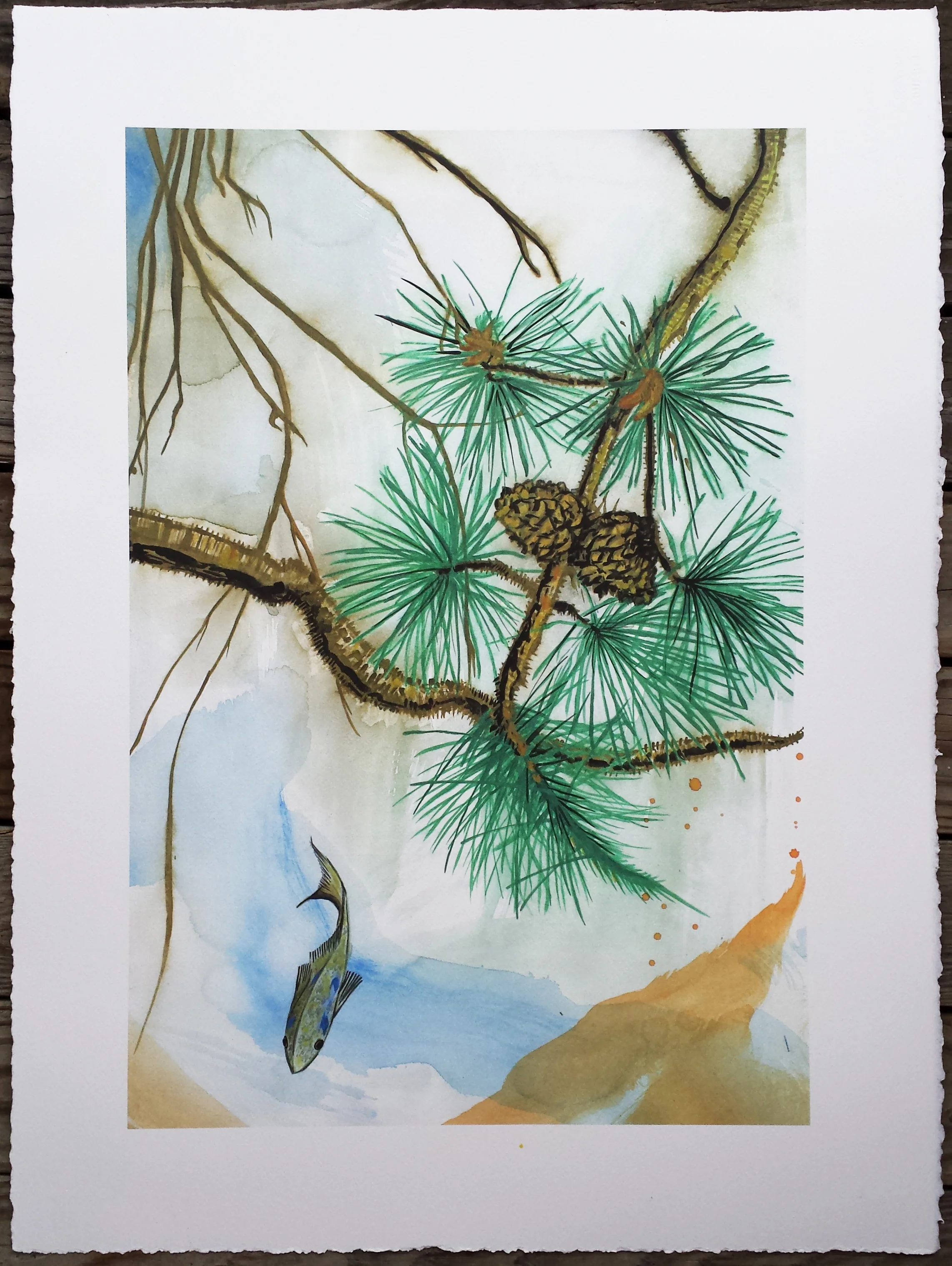 Pine Bough