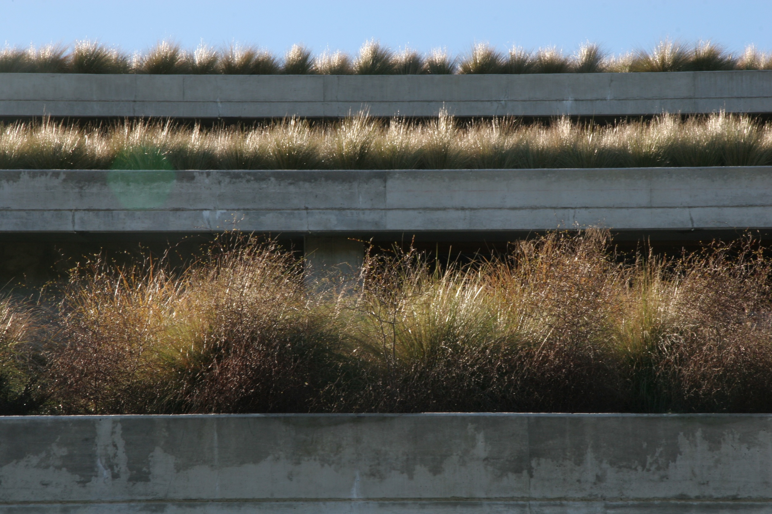 49 Woolaston Estates winery, Nelson Tussock and shrub.jpg