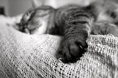small_4310765089.jpg