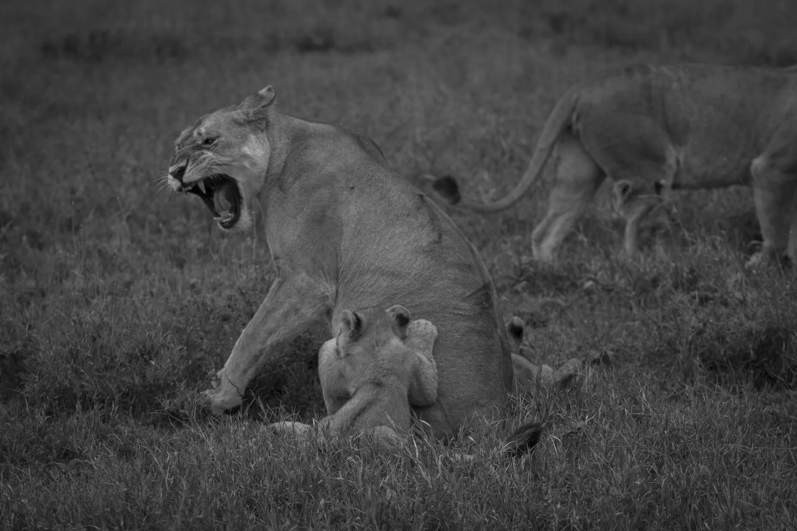Lions-3831.jpg