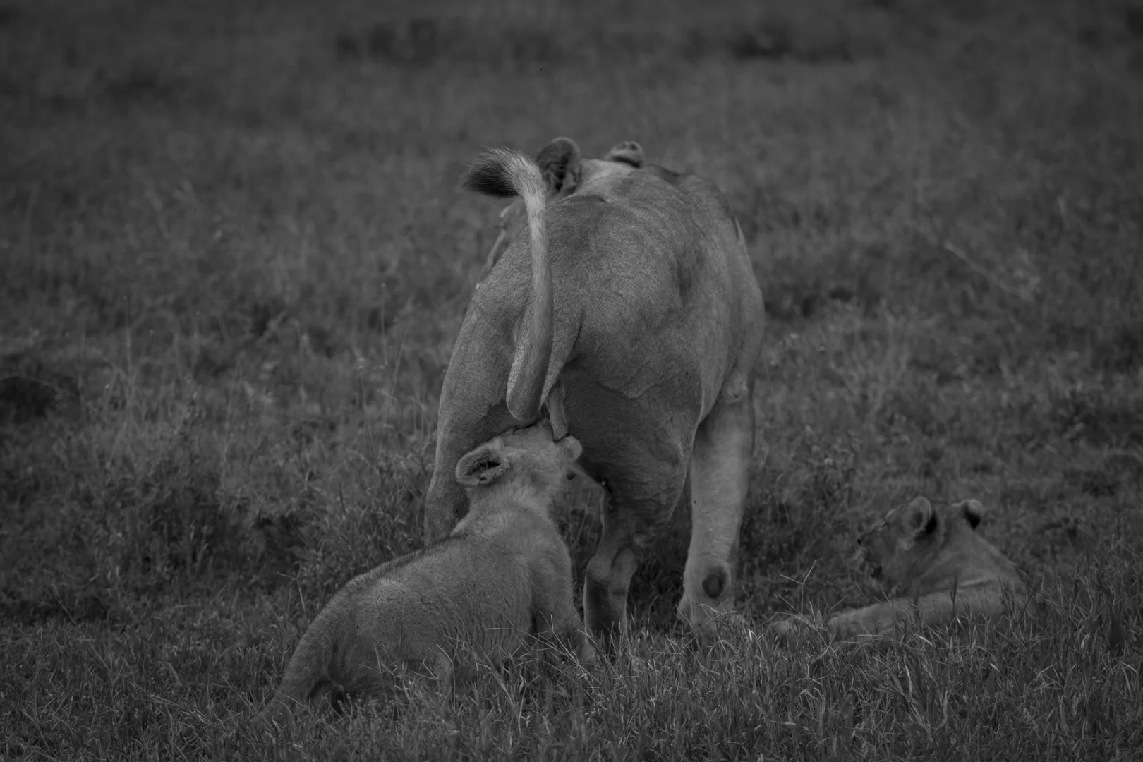 Lions-3824.jpg