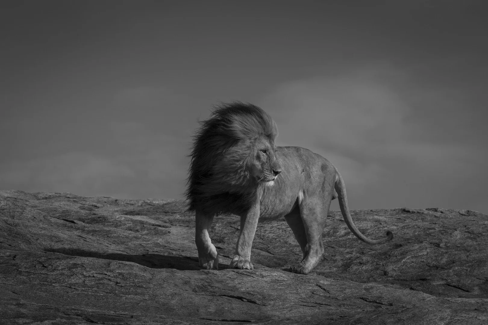 Lions-3624.jpg