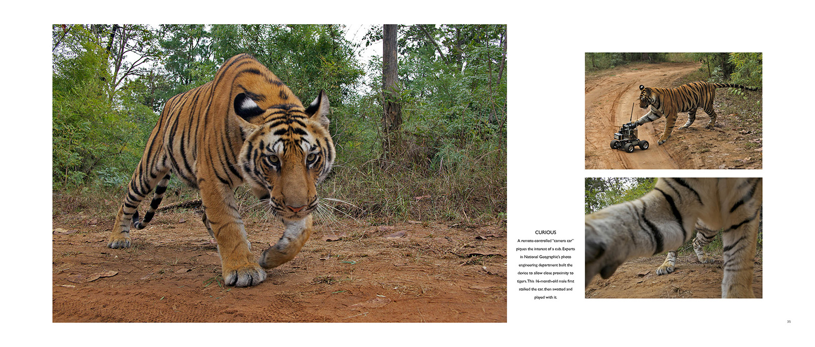 TGR_Tiger cam.jpg