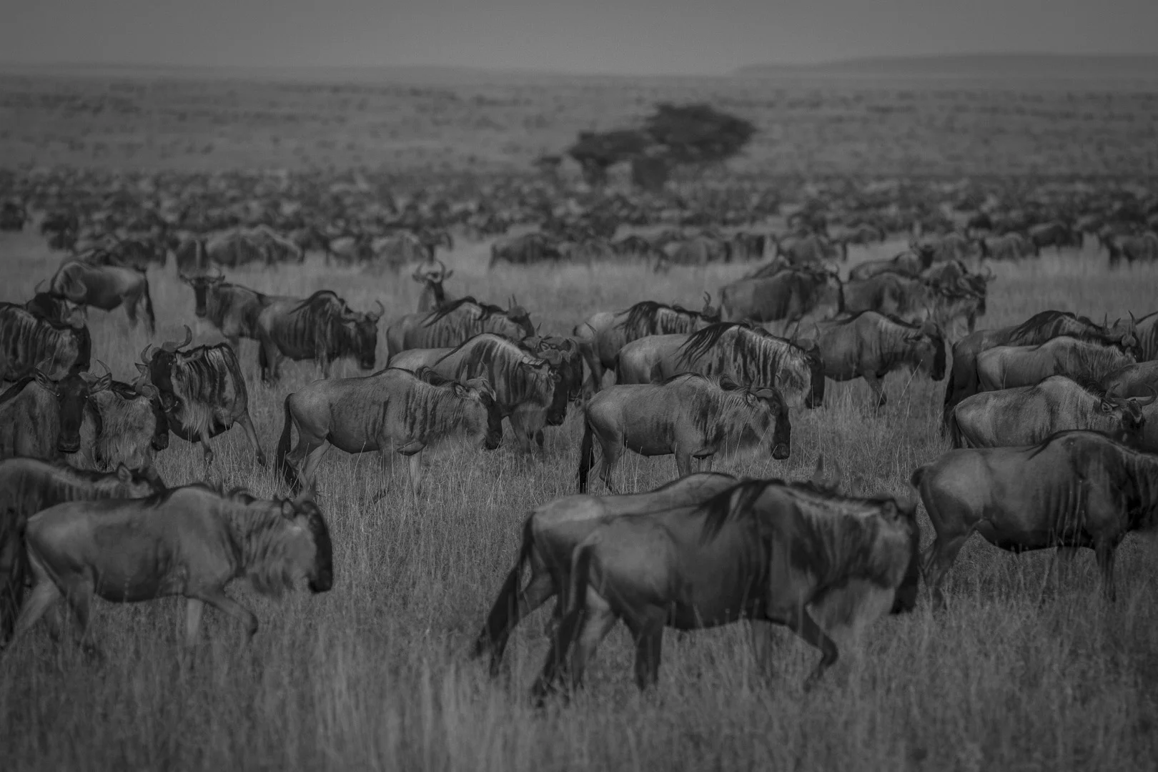 Wildebeest migration, Serengeti, N.P.