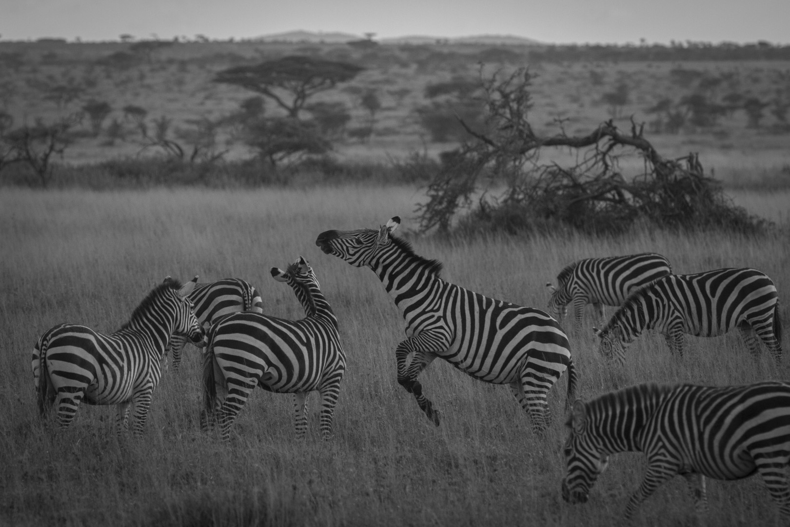  Serengeti N.P. 