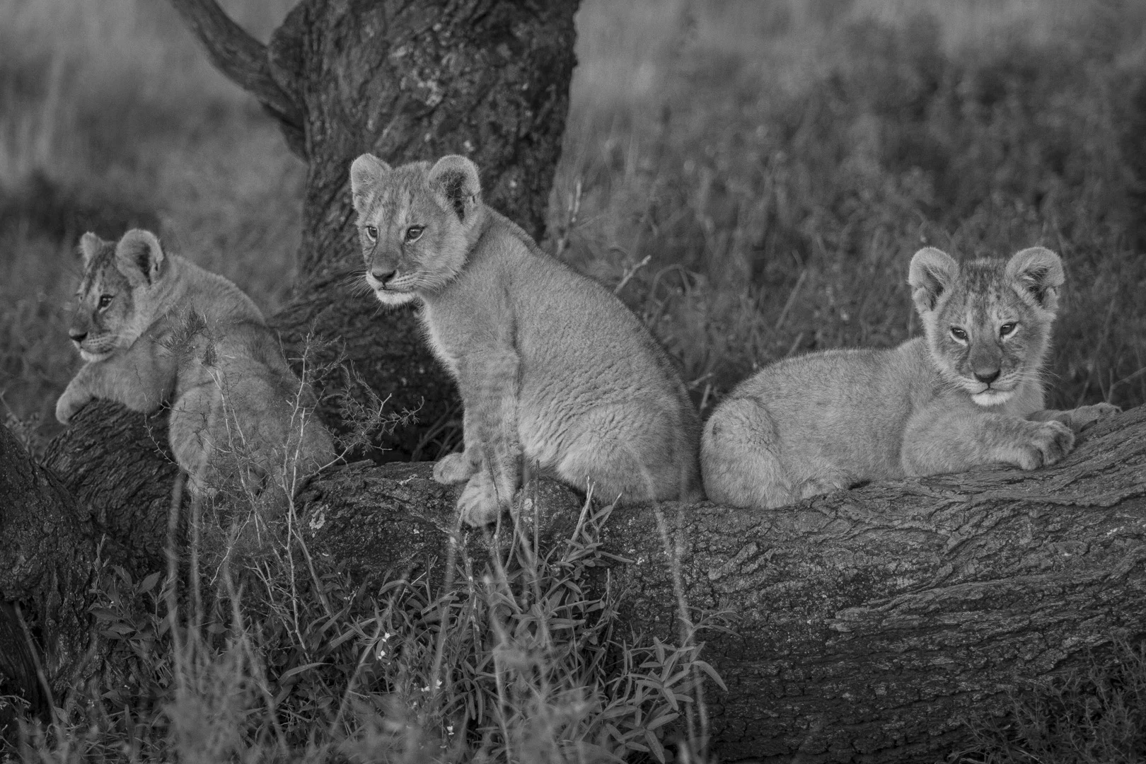Serengeti N.P.