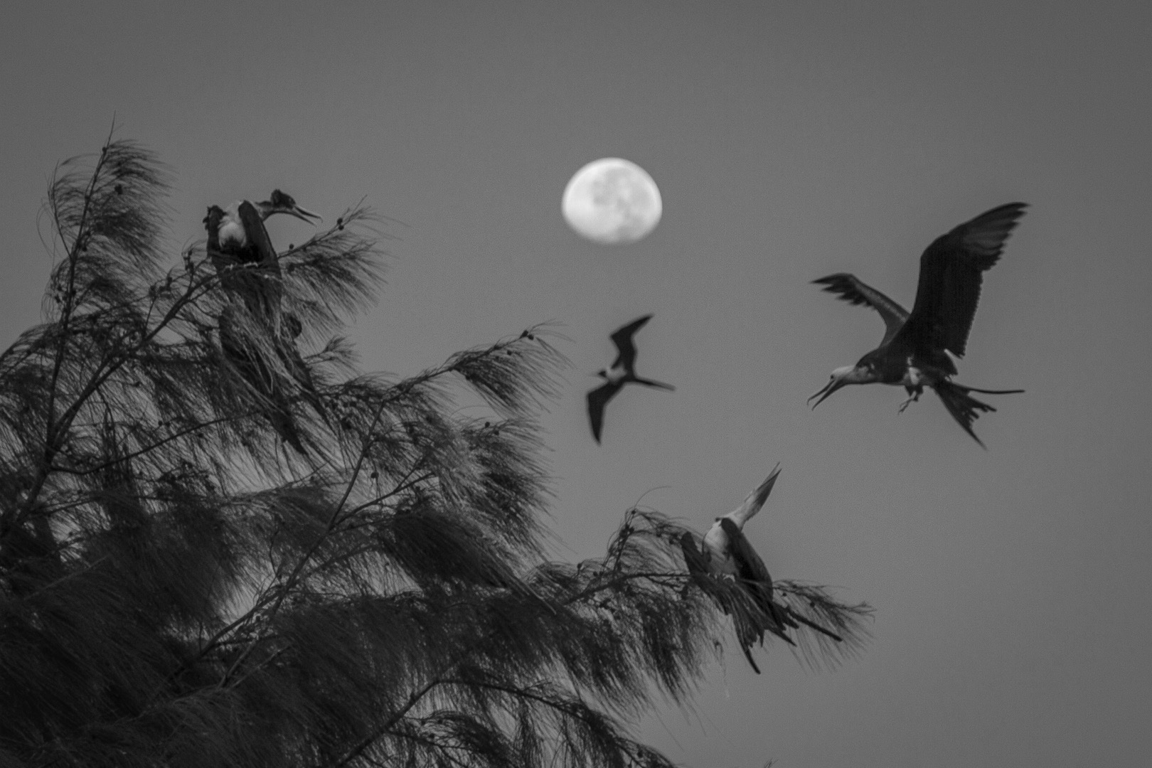 Frigate birds roosting