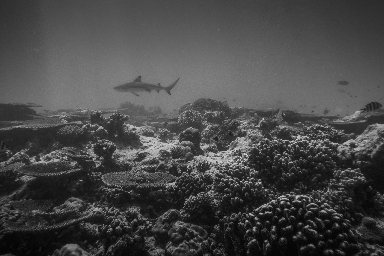 Black-tip reef shark
