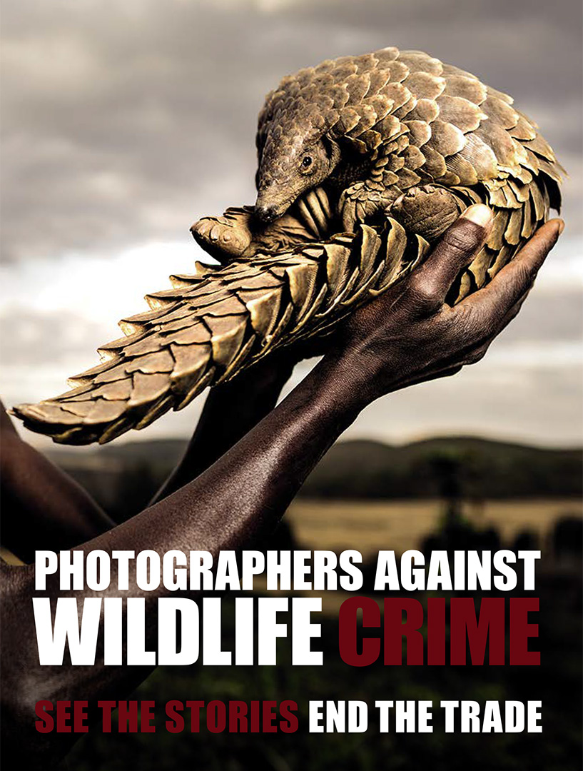 Wildlife Crime_Cover.jpg
