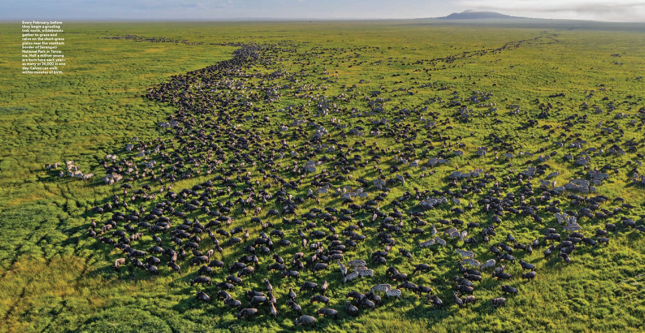 Serengeti Migration_MM8752_PR-3.jpg