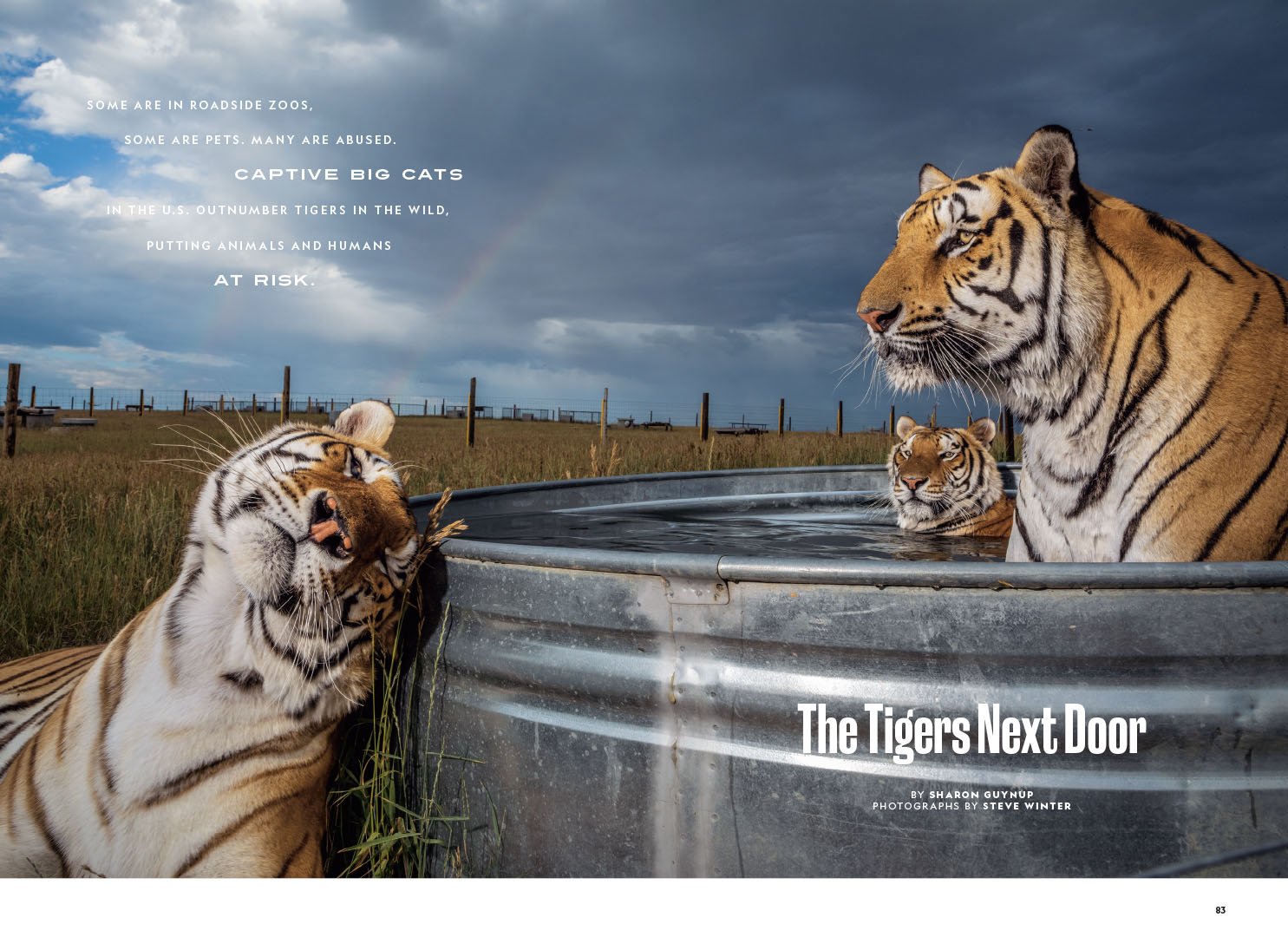 US Tigers-1.jpg
