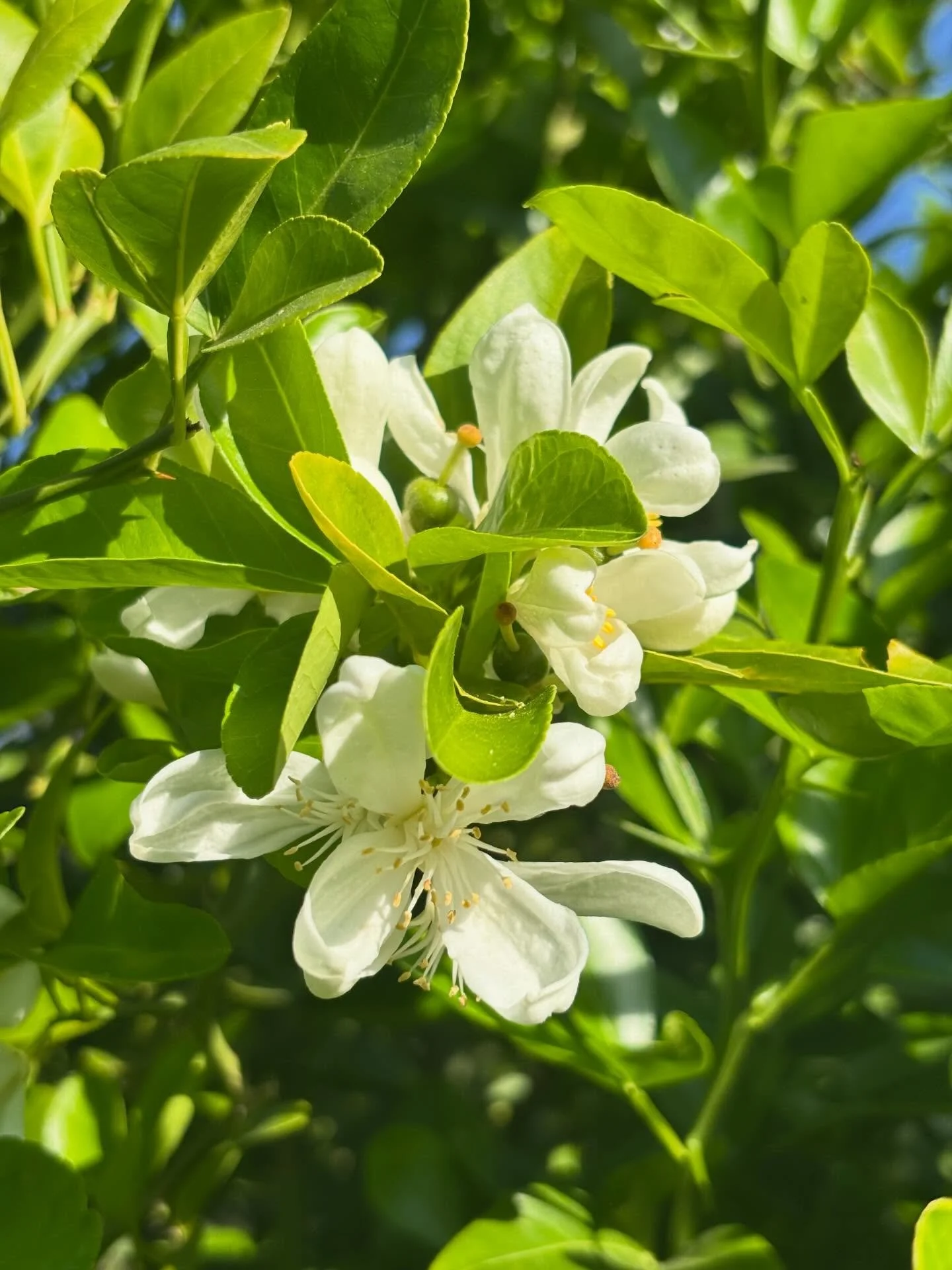 ACHOO! 🤧 My #Altadena garden is blooming and it&rsquo;s an unseasonably hot day for the Oscars. WTF, March. 
🌼 
I&rsquo;ve treated more people with allergies over the past two weeks than in recent memory. SoCal plants getting busy! 
🌼 
Did you kno