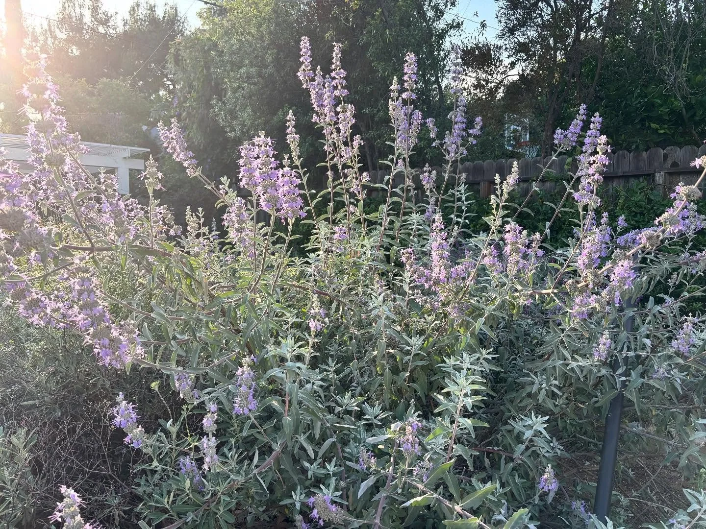 Pro tip: if you&rsquo;re struggling to conceive, may I suggest growing #californianativeplants ?
🌱 
Swipe to see a few of the plant babies in my #Altadena garden, which miraculously survived the fire. 
🌱 
Raising kids is hard. (Worth it! The best t