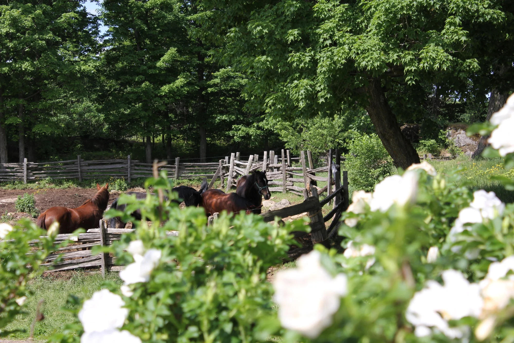 horseflowers.jpg
