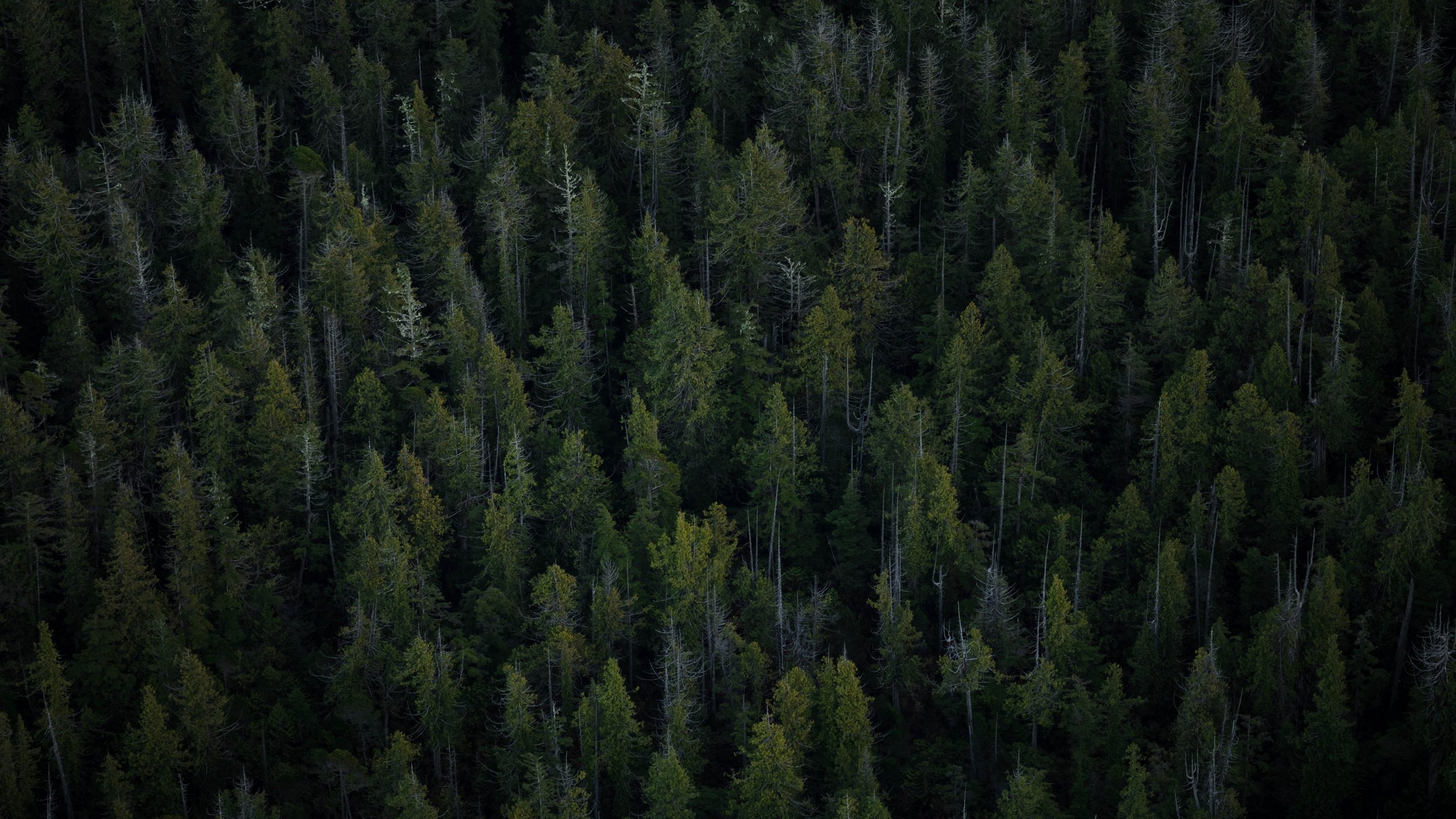 trees-top-view-forest.jpg