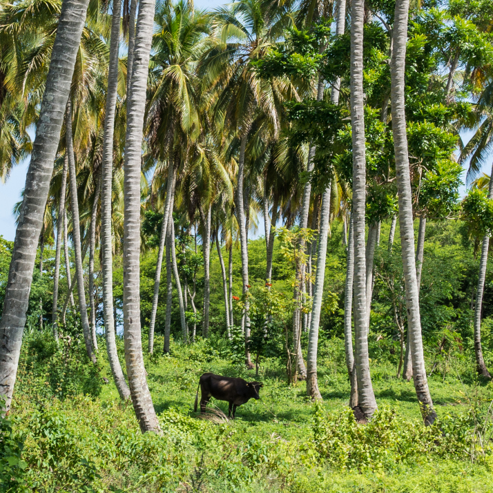 Believe it or not, farmers planted corn and coffee beans in and around this grove of palms.