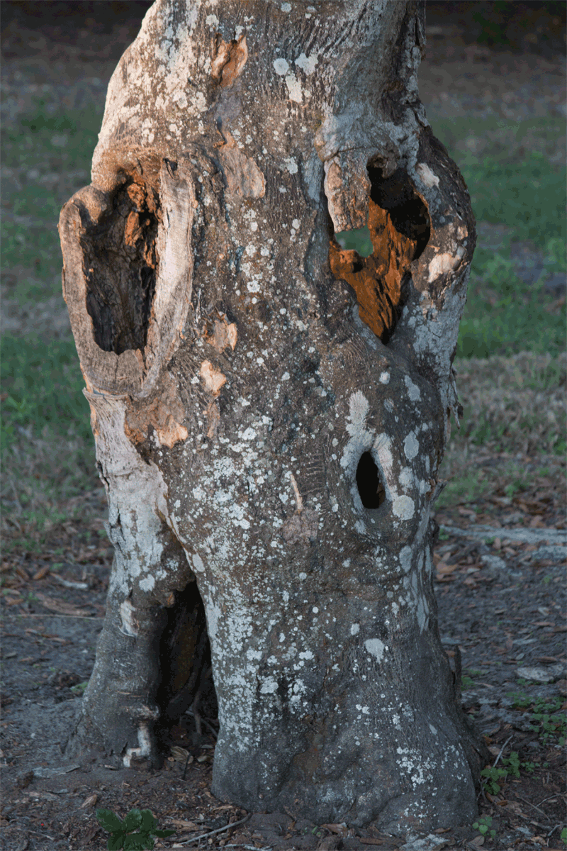 Tree-Stereoscopic.gif