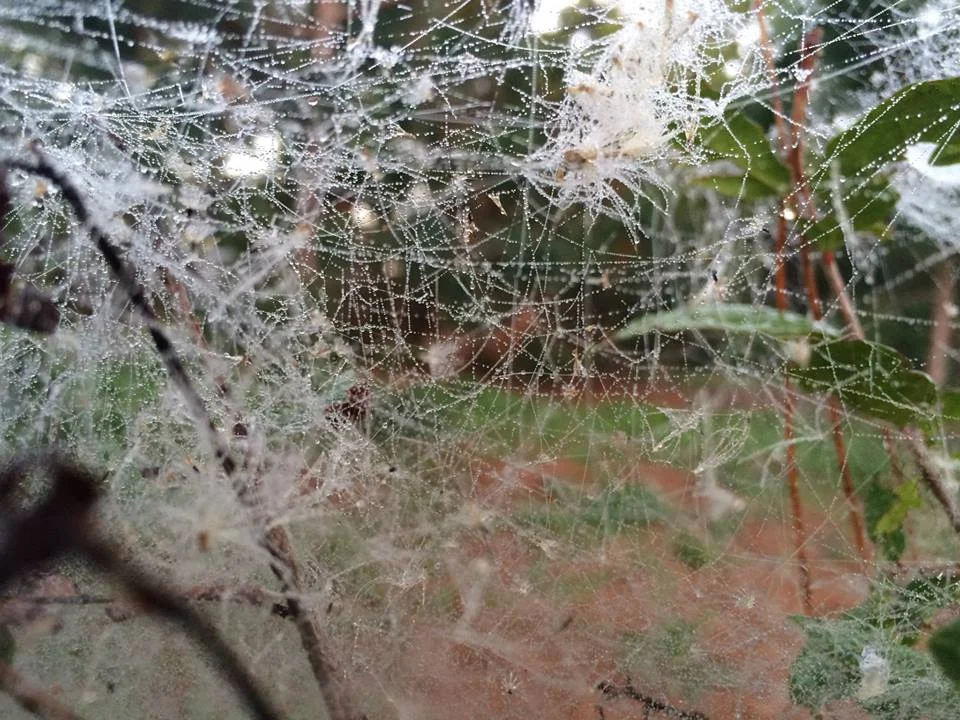 Tangled.jpg