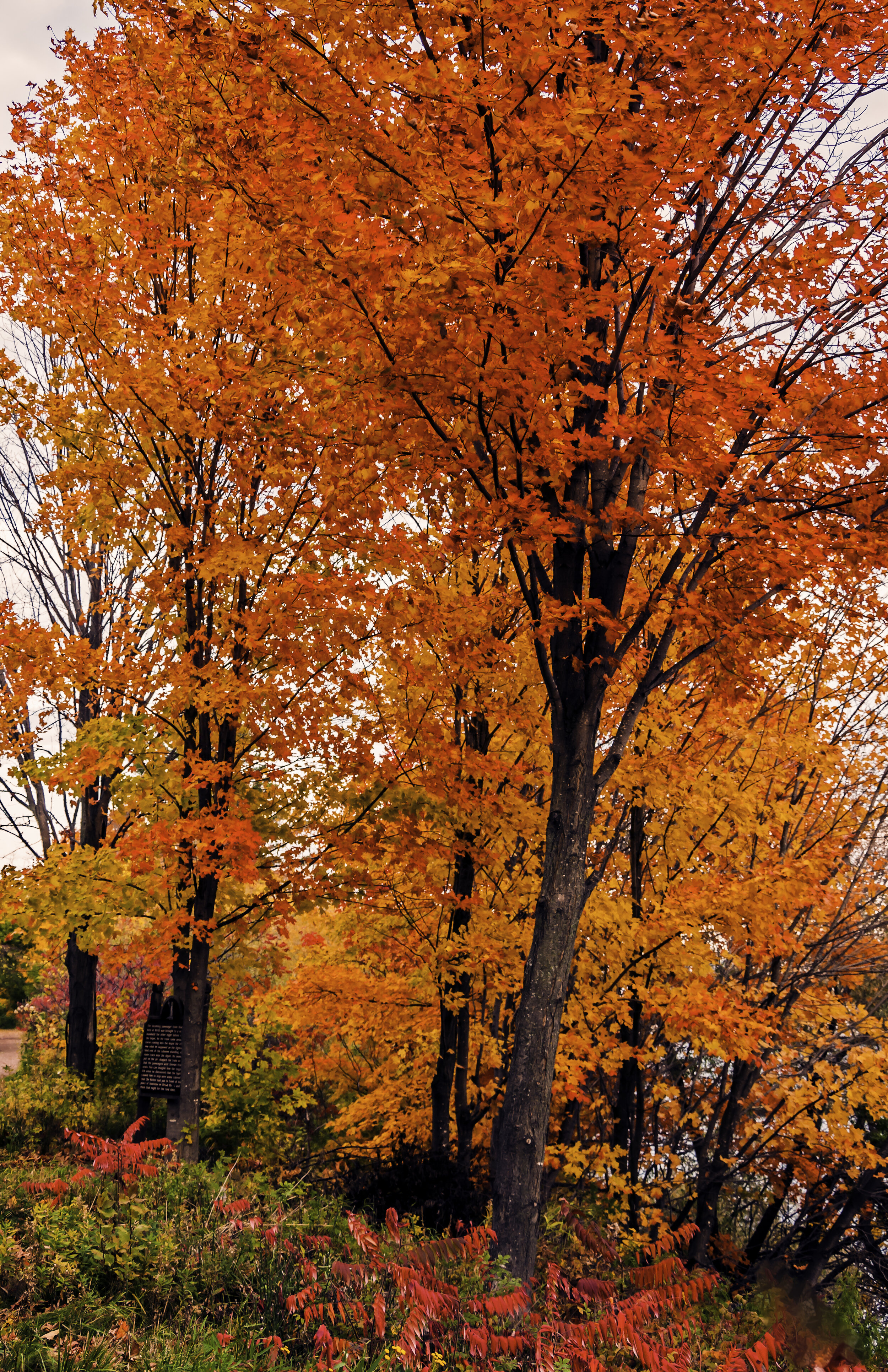  Wisconsin Autumn Colors 