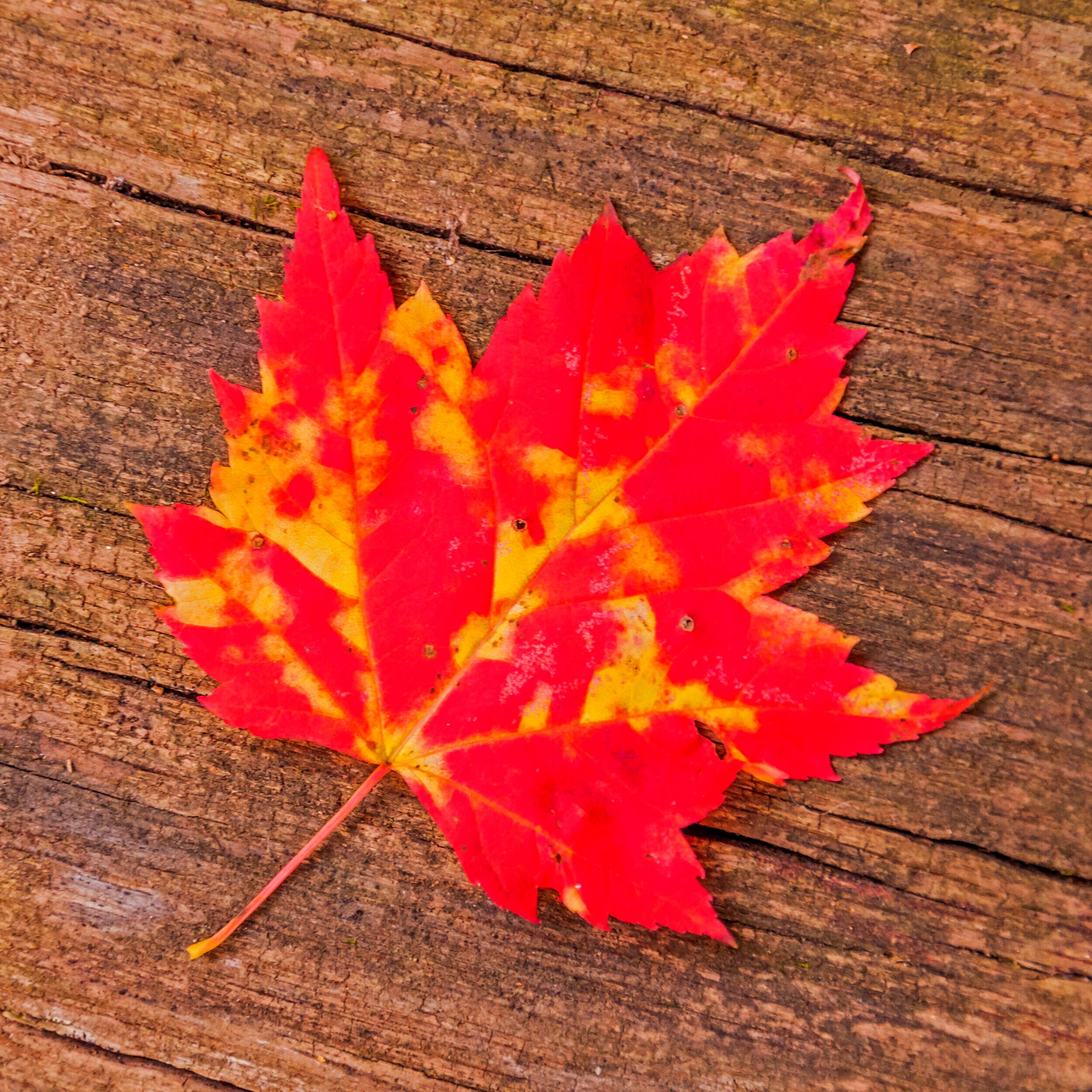  Wisconsin Autumn: Maple Leaf 