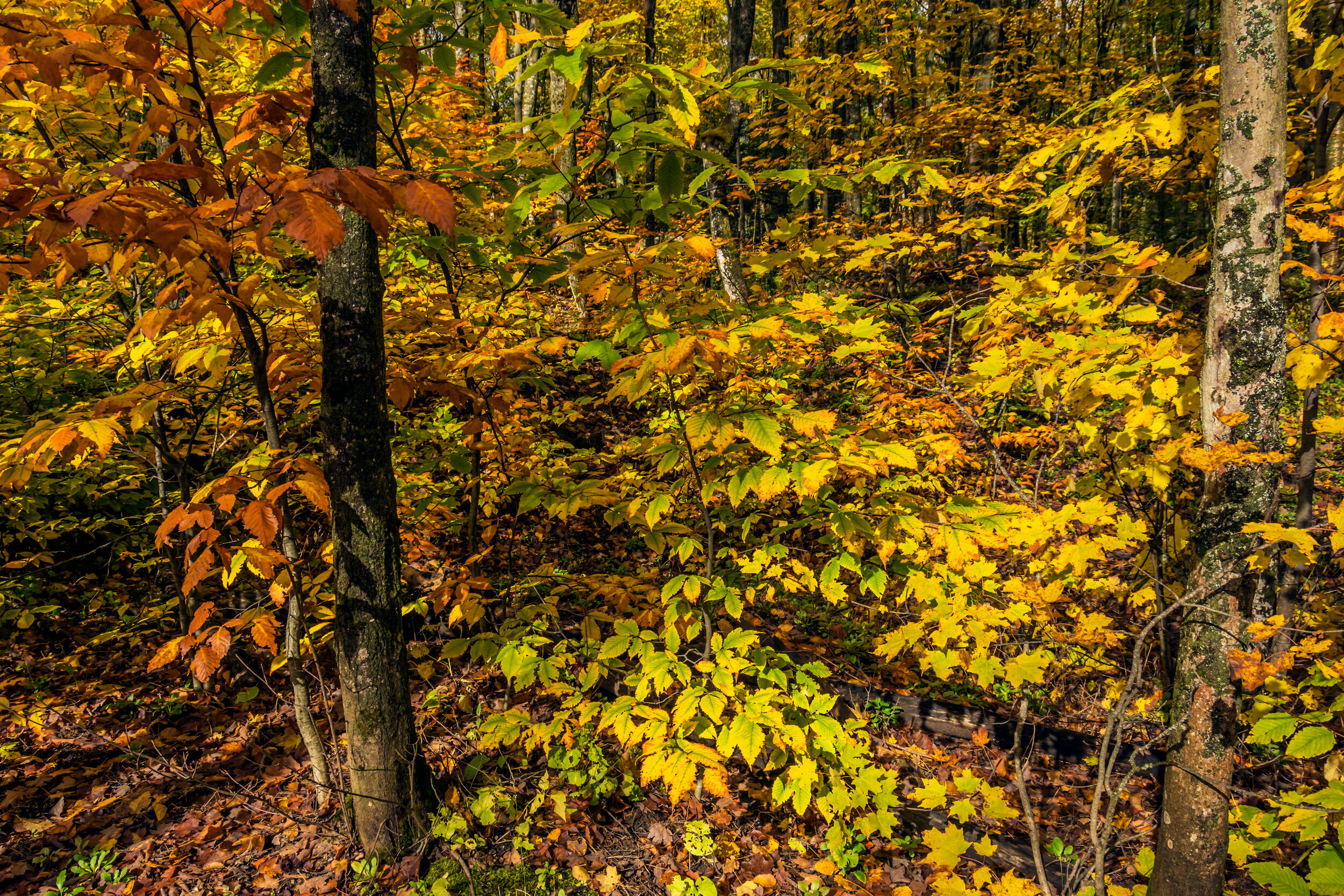  Upper Michigan Peninsula Autumn Forest 