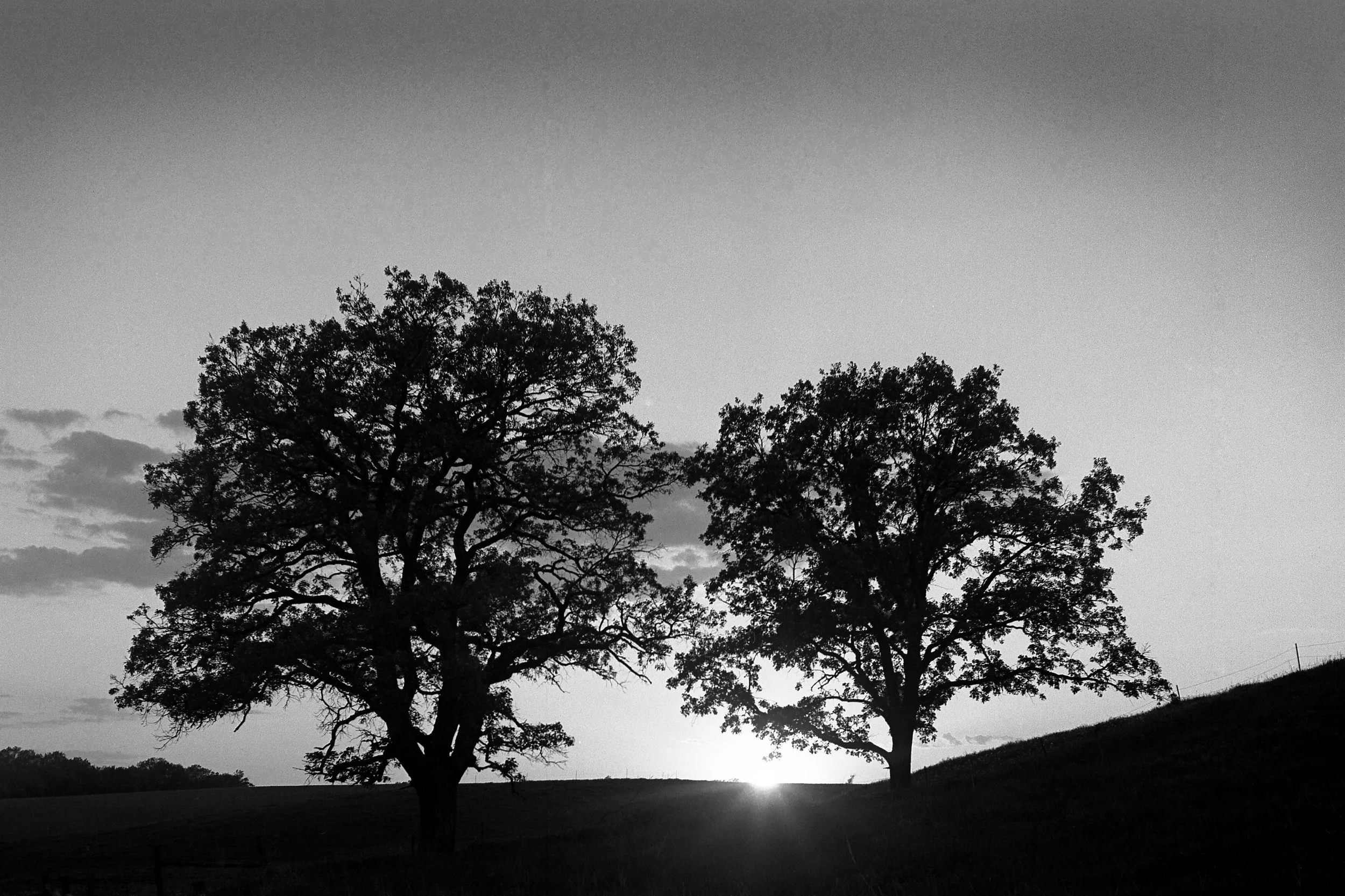  I photographed this silhouette with film in the evening when the sun was going down. A simple photo, but I like it. 