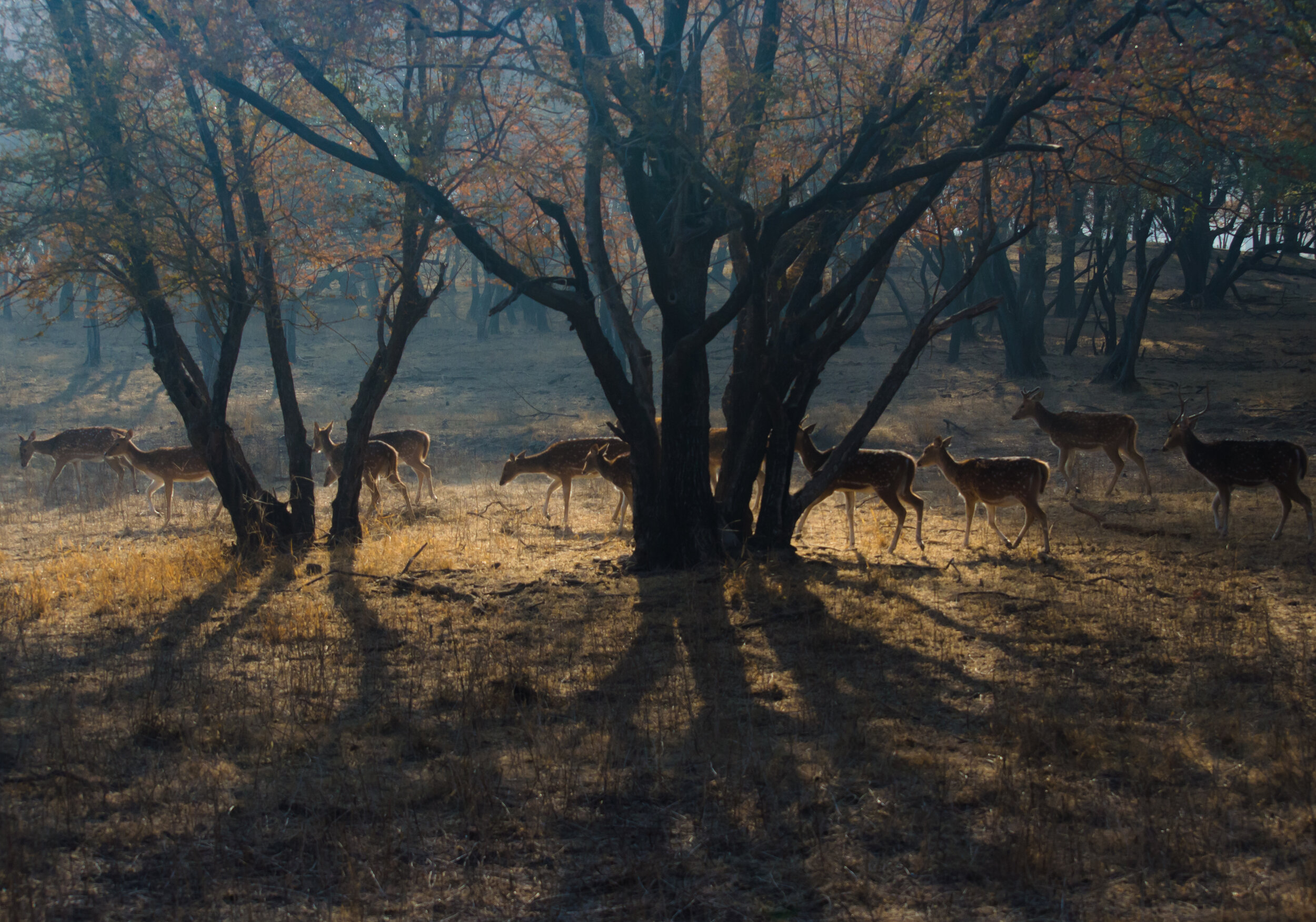 ranthambore deer 2.jpg