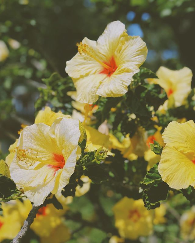 hibiscus brackenridgei in full bloom in #dogpatch #sanfrancisco not just a pretty bloom but used for thousands of years in teas, syrups, sauces and more - I brought a few dropped flowers for us to paint in our nature journals. It feels so summery in 