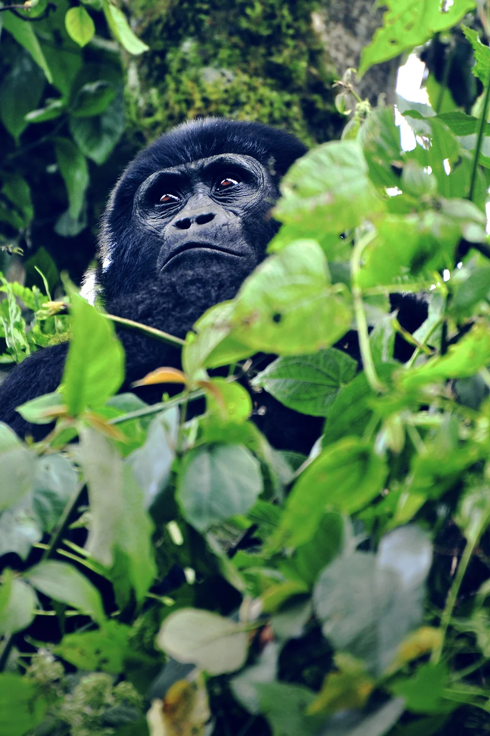 Gorilla in the Trees.jpg