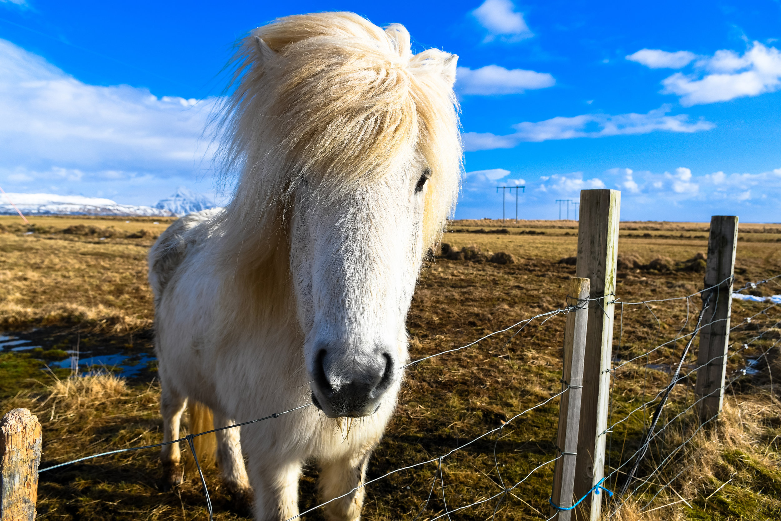 Horse.jpg