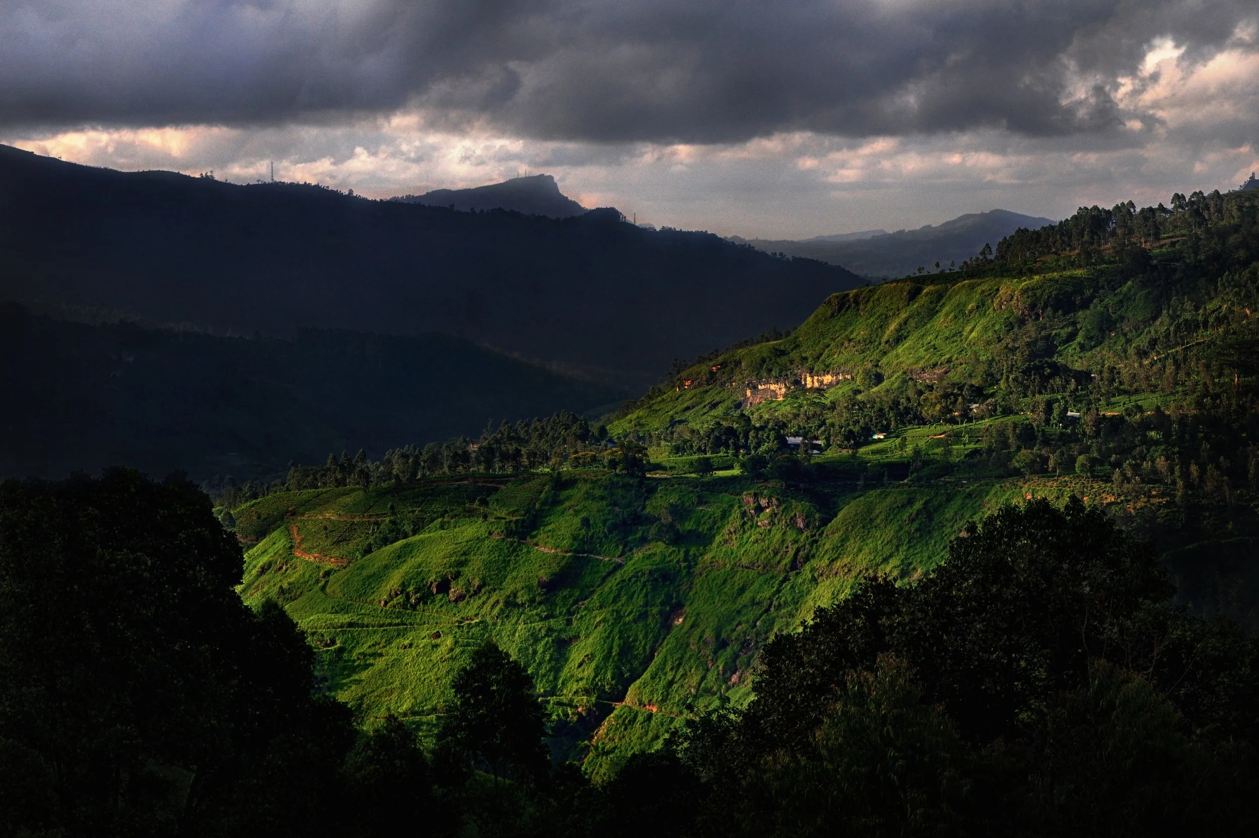 Tea Hills.jpg